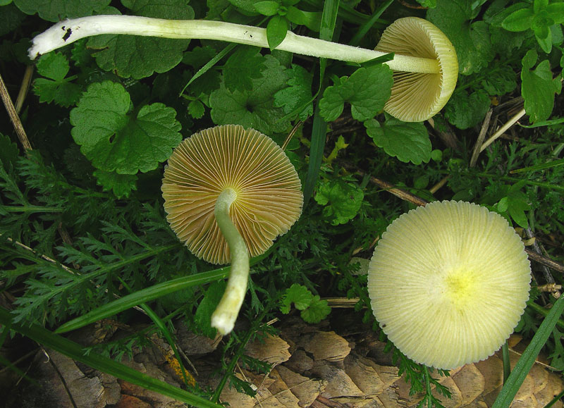 A caccia di fimicoli.
